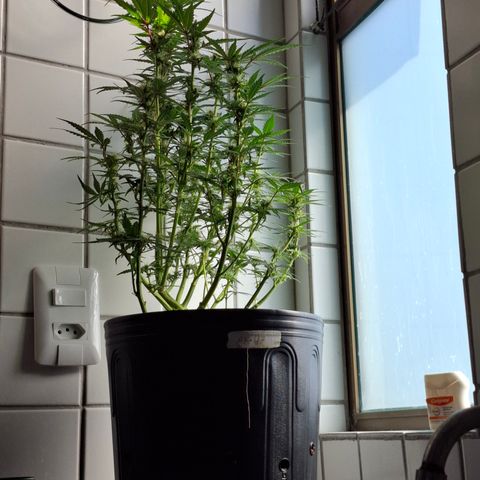 AK XXL Auto growlog timeline photo