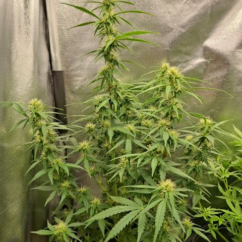 Lemon Haze XXL Auto growlog timeline photo
