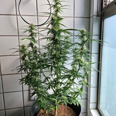 Lemon Haze XXL Auto growlog timeline photo