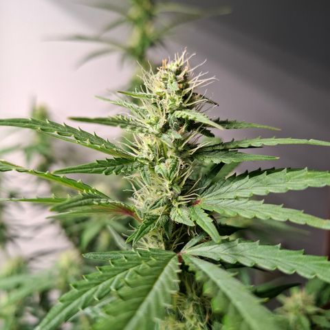 AK XXL Auto growlog photo: 50° dia
