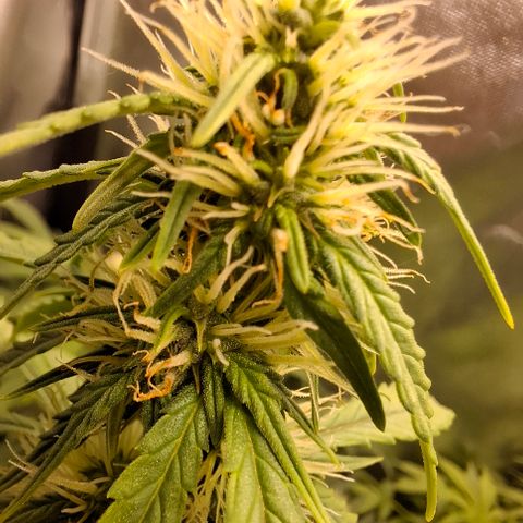 Lemon Haze XXL Auto growlog timeline photo