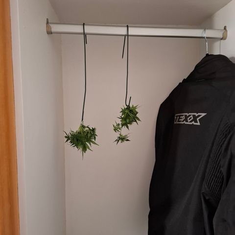 Lemon Haze XXL Auto growlog photo: Poda dos brotos pequenos da canela. Coloquei pra secar. Kkkk