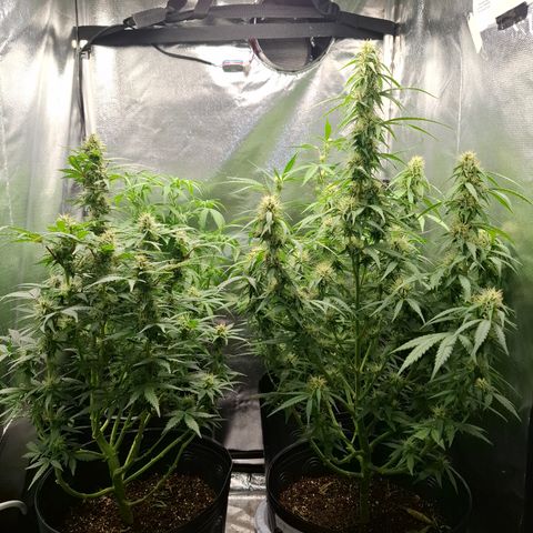 Lemon Haze XXL Auto growlog timeline photo