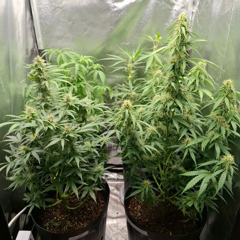 Lemon Haze XXL Auto growlog timeline photo