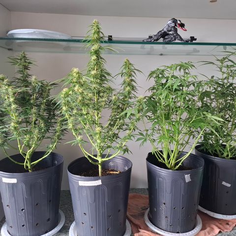 Lemon Haze XXL Auto growlog timeline photo