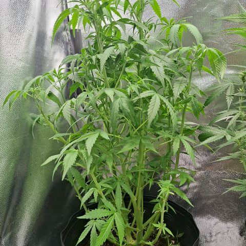 Lemon Haze XXL Auto growlog timeline photo
