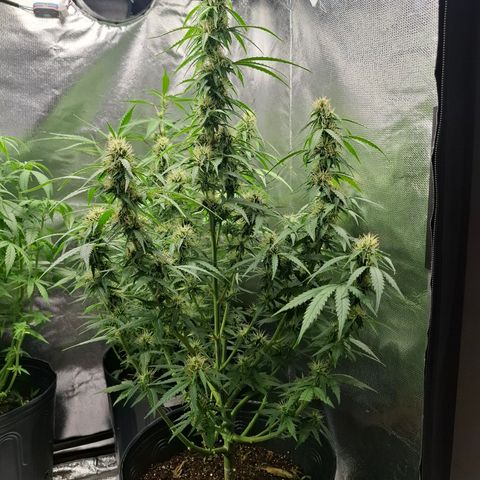 Lemon Haze XXL Auto growlog timeline photo