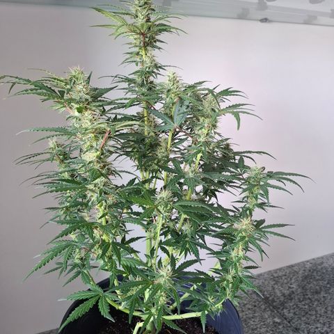 AK XXL Auto growlog timeline photo