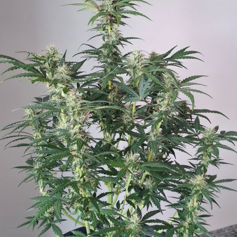 AK XXL Auto growlog timeline photo