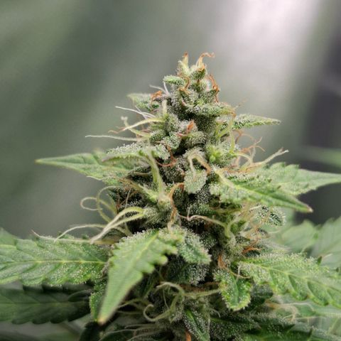 AK XXL Auto growlog timeline photo
