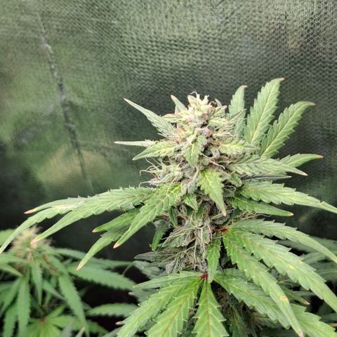 AK XXL Auto growlog timeline photo