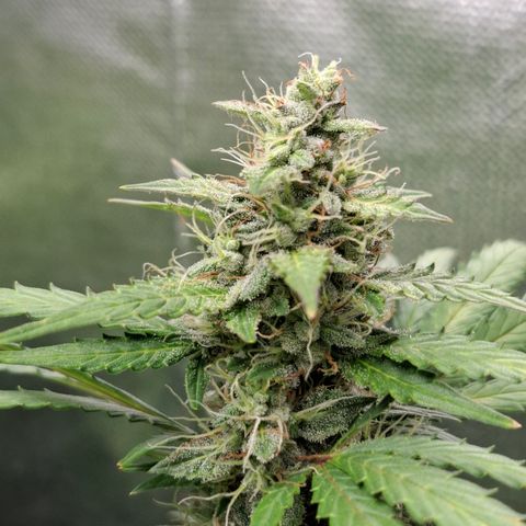 AK XXL Auto growlog timeline photo