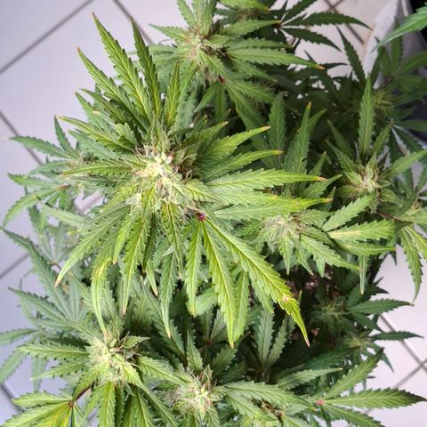 AK XXL Auto growlog timeline photo