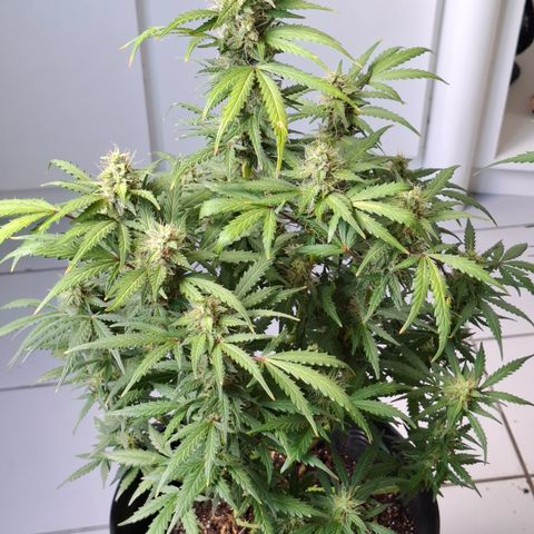 AK XXL Auto growlog timeline photo