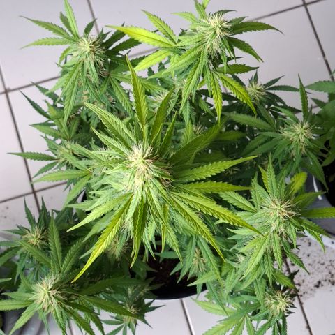 Lemon Haze XXL Auto growlog timeline photo