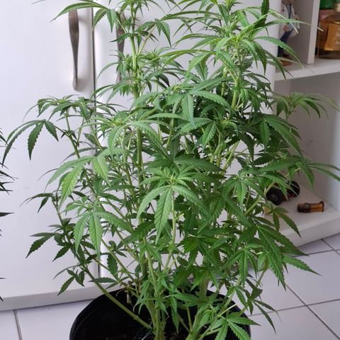 Lemon Haze XXL Auto growlog timeline photo
