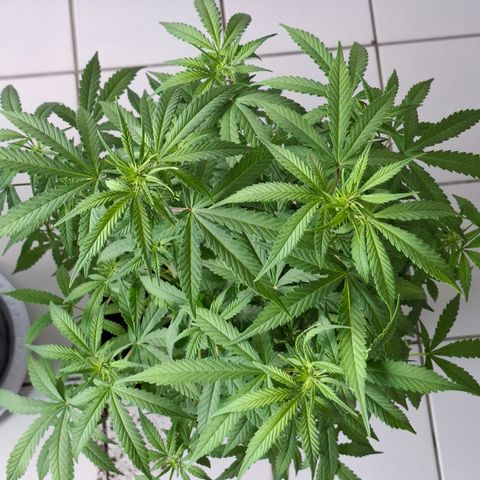 Lemon Haze XXL Auto growlog timeline photo