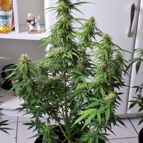 Lemon Haze XXL Auto growlog timeline photo