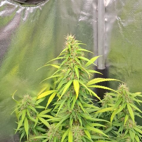 Lemon Haze XXL Auto growlog timeline photo