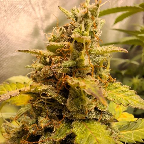 AK XXL Auto growlog photo: Tricomas leitoso, 
Cloudy trichomas
Em breve colheita