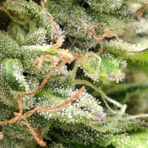 AK XXL Auto growlog photo: Tricomas leitoso, 
Cloudy trichomas
Em breve colheita