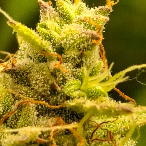 AK XXL Auto growlog photo: Tricomas leitoso, 
Cloudy trichomas
Em breve colheita