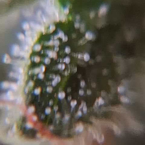 AK XXL Auto growlog photo: Cloudy trichomes