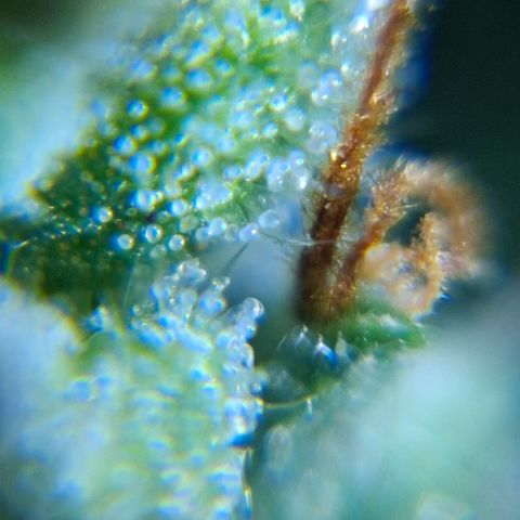 AK XXL Auto growlog photo: Cloudy trichomes
