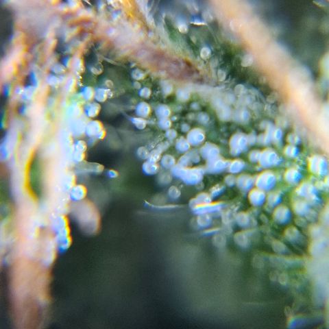 AK XXL Auto growlog photo: Cloudy trichomes