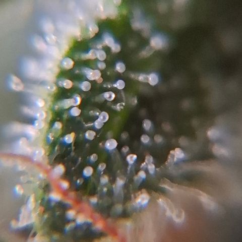 AK XXL Auto growlog photo: Cloudy trichomes
