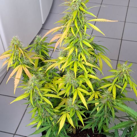 Lemon Haze XXL Auto growlog photo: Poucos dias antes da colheita.
Previsão de mais 7 a 14 dias
