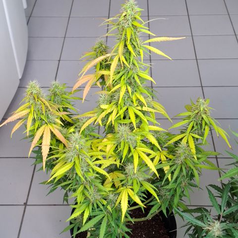Lemon Haze XXL Auto growlog photo: Poucos dias antes da colheita.
Previsão de mais 7 a 14 dias