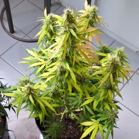 Lemon Haze XXL Auto growlog photo: Poucos dias antes da colheita.
Previsão de mais 7 a 14 dias