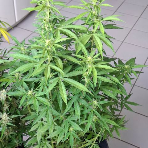 Lemon Haze XXL Auto growlog photo: Caçula vem forte apesar do trauma