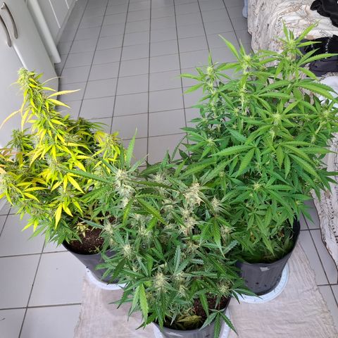 Lemon Haze XXL Auto growlog photo: Dia de rega para algumas