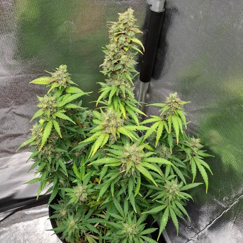 AK XXL Auto growlog photo: Mais 3 dias antes da colheita.