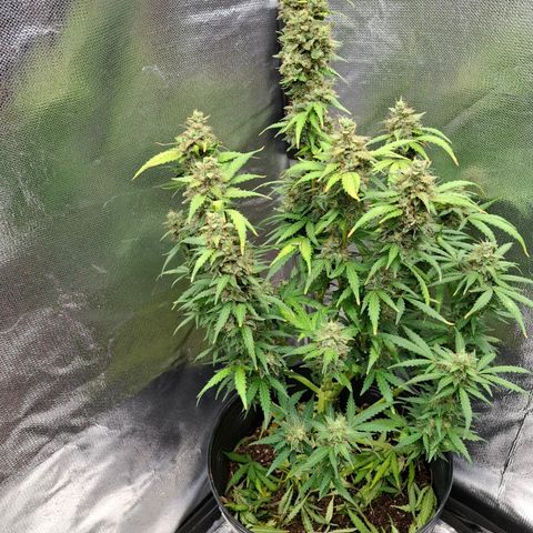 AK XXL Auto growlog photo: Mais 3 dias antes da colheita.