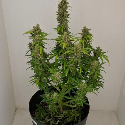 AK XXL Auto growlog photo: Iniciando 48 horas de escuridão e seca. 
Preparação para colheita 