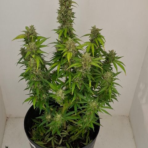 AK XXL Auto growlog photo: Iniciando 48 horas de escuridão e seca. 
Preparação para colheita 