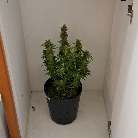 AK XXL Auto growlog photo: Iniciando 48 horas de escuridão e seca. 
Preparação para colheita 