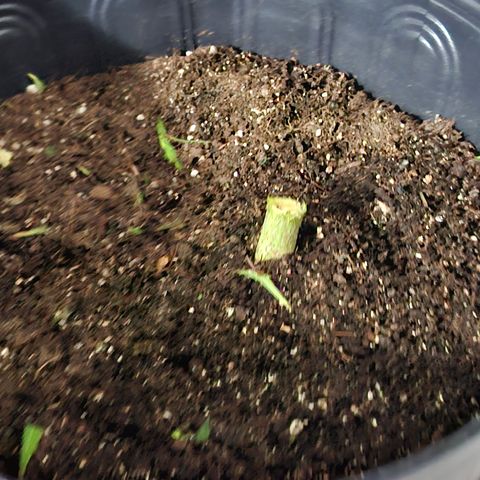 AK XXL Auto growlog timeline photo