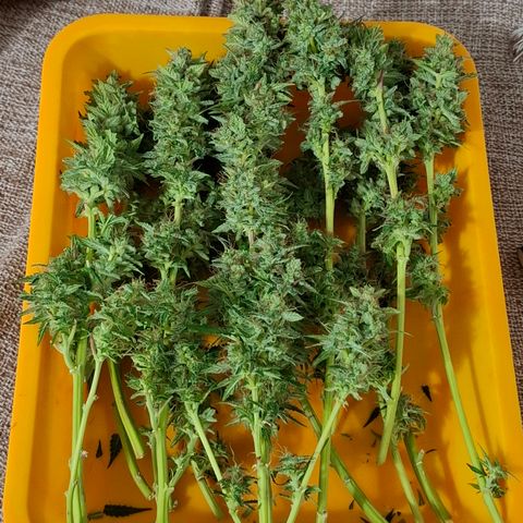 AK XXL Auto growlog timeline photo