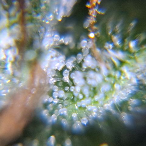 AK XXL Auto growlog timeline photo