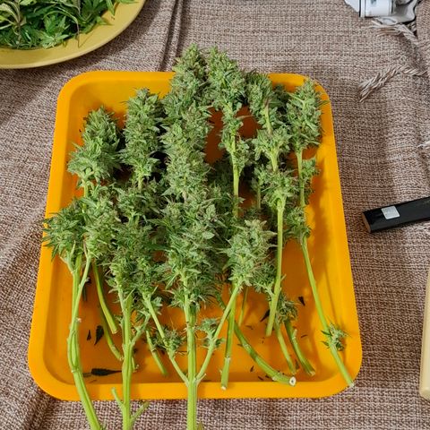 AK XXL Auto growlog timeline photo