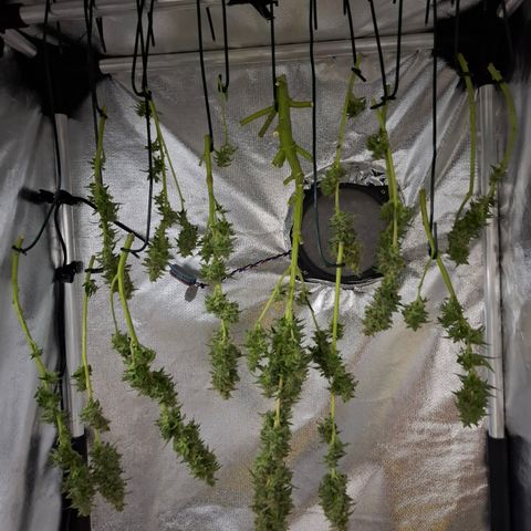AK XXL Auto growlog timeline photo