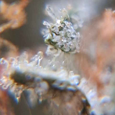 AK XXL Auto growlog photo: Iniciando cura no frasco de vidro, fechamento hermetico, com 2 saco de boveda. 