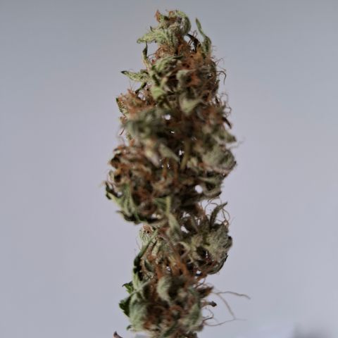 AK XXL Auto growlog photo: Iniciando cura no frasco de vidro, fechamento hermetico, com 2 saco de boveda. 