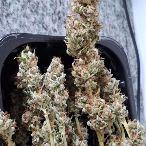 AK XXL Auto growlog photo: Iniciando cura no frasco de vidro, fechamento hermetico, com 2 saco de boveda. 
