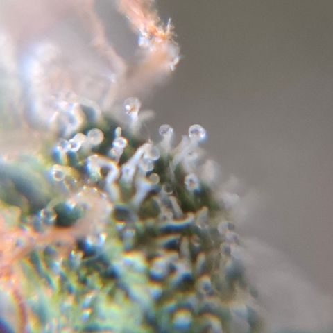 AK XXL Auto growlog photo: Iniciando cura no frasco de vidro, fechamento hermetico, com 2 saco de boveda. 