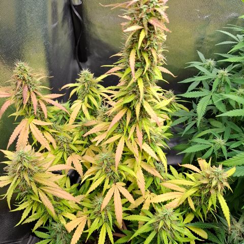 Lemon Haze XXL Auto growlog timeline photo